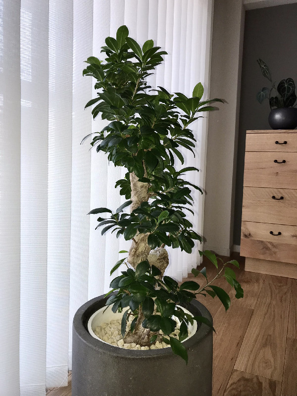 ガジュマルL / Ficus malacocarpa – LIFFT